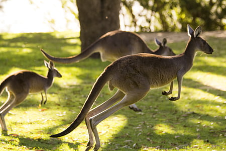 three kangaroos on green lawn grass thumbnail