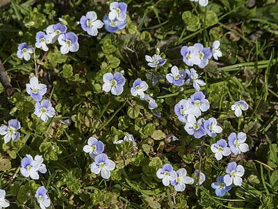 Forget Me Not, Myosotis thumbnail