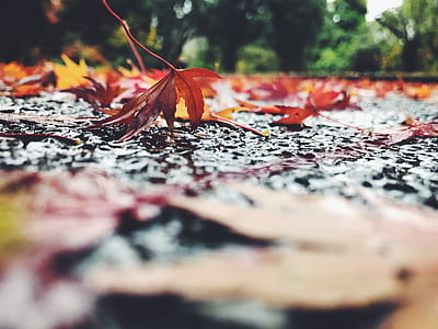 selective focus photography of dried leaf thumbnail