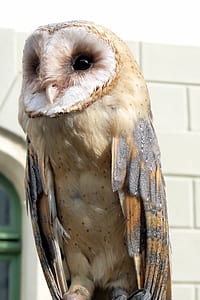 beige and gray owl thumbnail