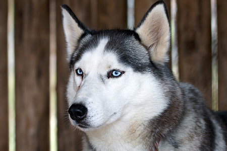Siberian husky beside wooden fence thumbnail