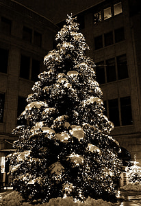 tree near building thumbnail