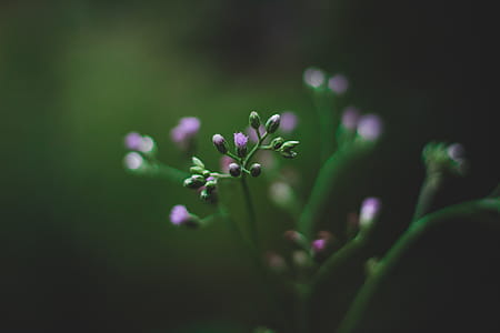 Selective Focus Photography of Purple Fleabane Flower thumbnail