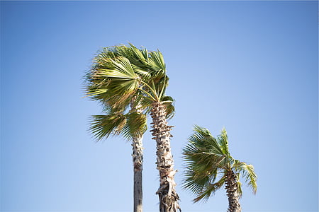 green leafed trees during daytime thumbnail