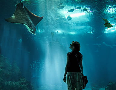 woman standing beside oceanic park with stingray and fishes thumbnail