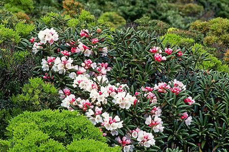 Flowers, Yak The Rhododendrons thumbnail