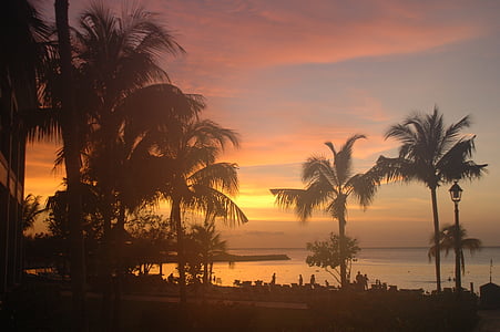 silhouette of palm trees under sunset thumbnail