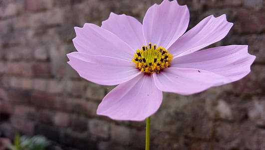 shallow focus photography of pink cosmos flower thumbnail