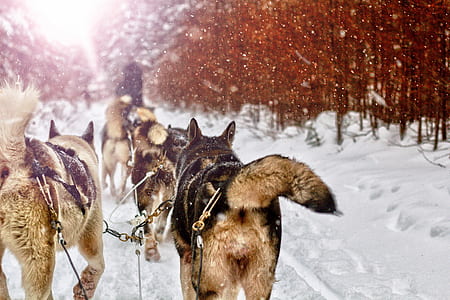 dog sled, sledge, sled, dof thumbnail