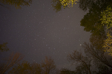 low angle photo of trees thumbnail