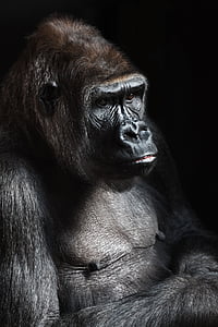 closeup photo of black gorilla thumbnail