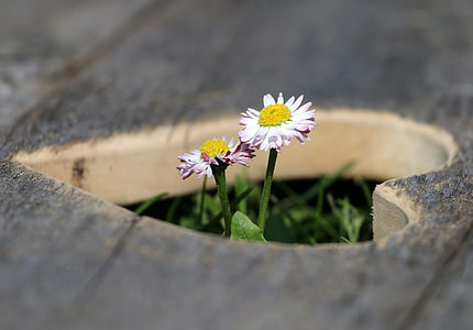 purple cluster flower on bloom during daytime thumbnail