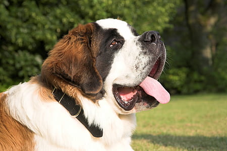 adult tan and white saint Bernard thumbnail