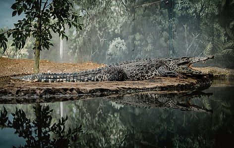 crocodile near body of water thumbnail