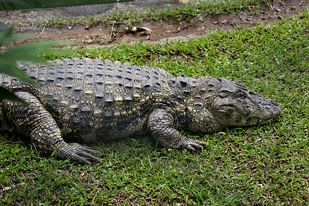 Sleeping Alligator, Alligator Açu thumbnail
