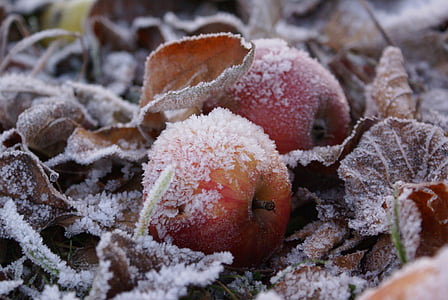 closeup photography of snow-covered apples and leaves on ground thumbnail