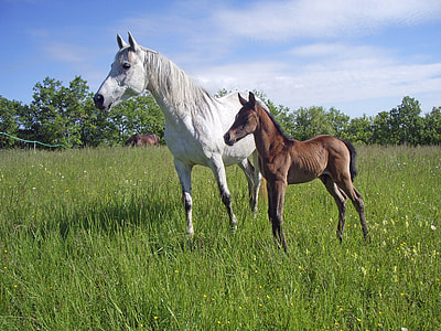 white horse and brown foal on green field thumbnail