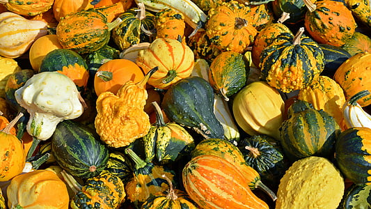 green and yellow squash and gourds thumbnail