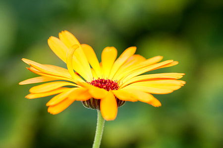 selective focus of yellow petaled flower thumbnail