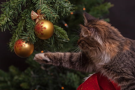 gray and brown Tabby cat thumbnail