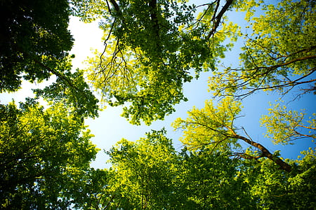 nature, sunny, forest, trees thumbnail