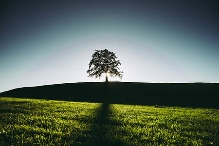 Silhouette of a Tree thumbnail