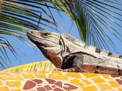 close up photography of gray iguana thumbnail