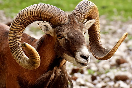 closeup photography of brown ram thumbnail