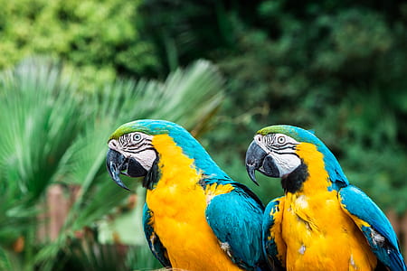 two blue and yellow macaw perched near plants thumbnail