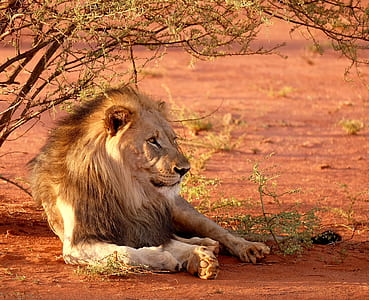 male lion at daytime thumbnail