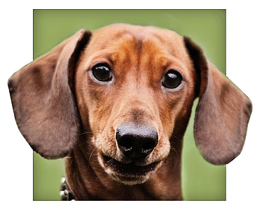 red smooth Dachshund thumbnail