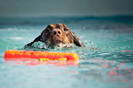 black dog swims on body of water on focus photo thumbnail