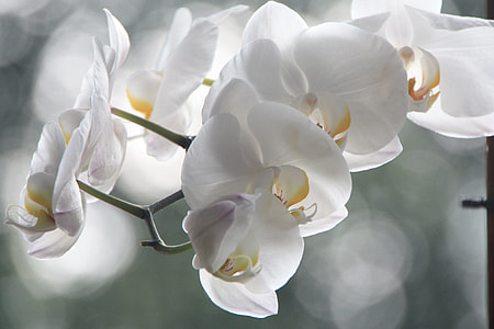 close up photography of white Moth Orchid thumbnail