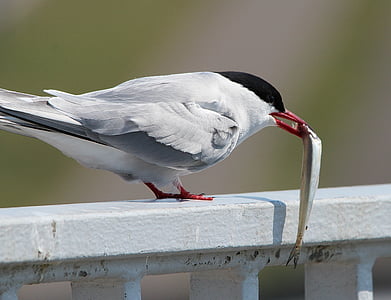 white bird catched gray fish thumbnail