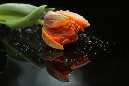 orange tulips with water droplets thumbnail