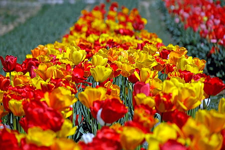 closeup photo of bed of tulip flowers thumbnail
