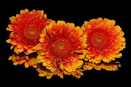 three yellow and orange flowers thumbnail