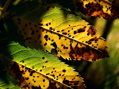 selective focus photography of green-and-yellow leaves thumbnail