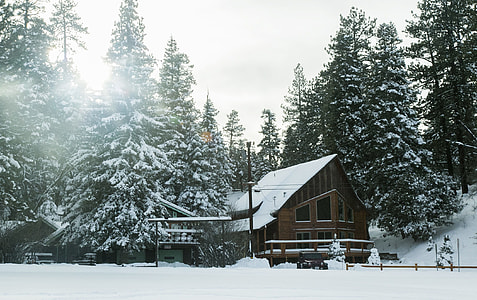 pine trees near brown house during winter season thumbnail