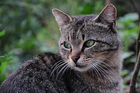 silver Tabby cat near green leaf thumbnail