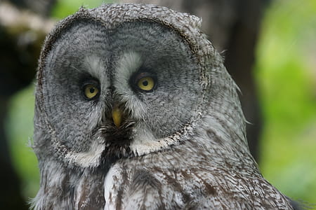 selective focus photo of gray owl thumbnail