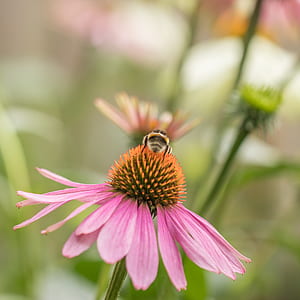 petals, flower, bee, echinacea thumbnail