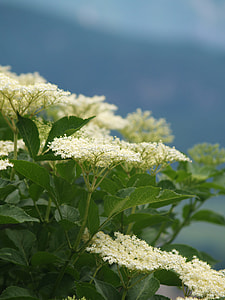 Elderberry Flower, White thumbnail