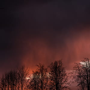 Silhouette View of Trees Under Dim Sky thumbnail