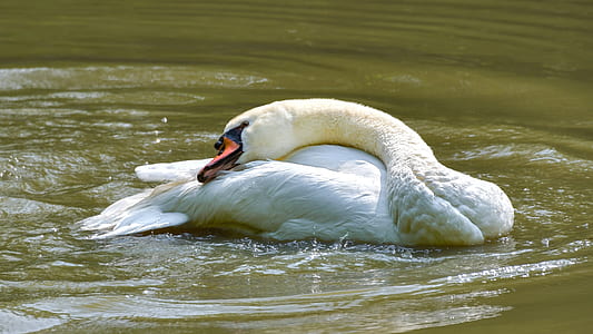 white swan swimming on body of water thumbnail