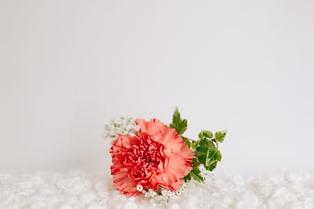 pink and white petaled flower on white textile thumbnail