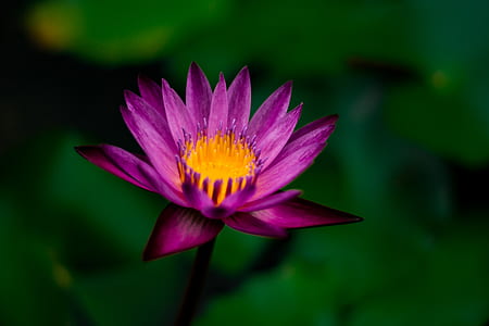 selective focus photography of purple and yellow water lily in bloom thumbnail