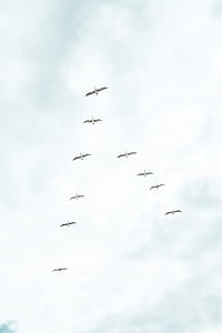 flock of bird flying on the same direction thumbnail