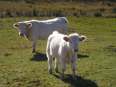 two white cows thumbnail