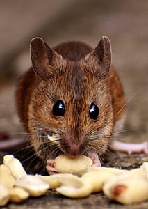 shallow focus photography of brown rat thumbnail